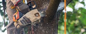 How Our Tree Care Process Works  in  Delevan, NY